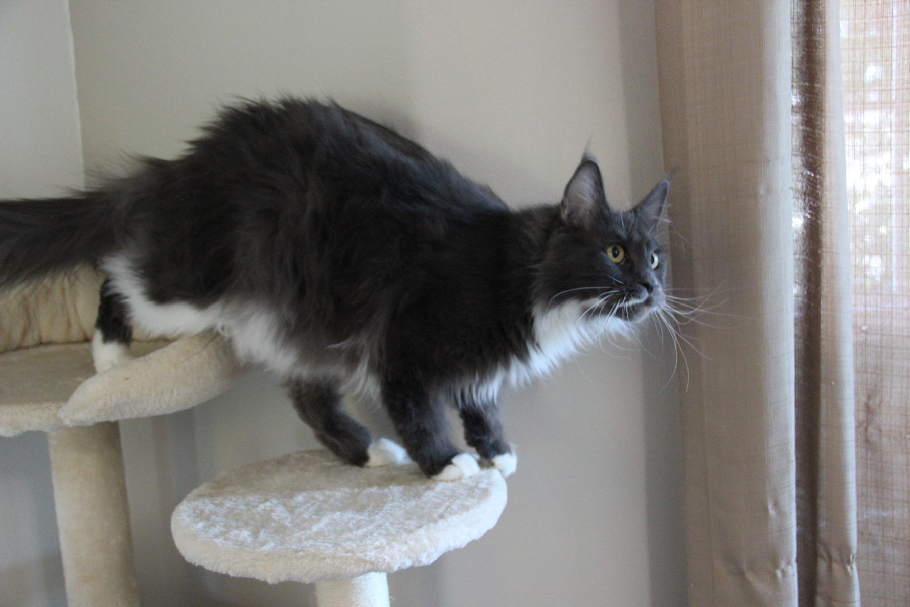 Tink, our queen, in the cattery