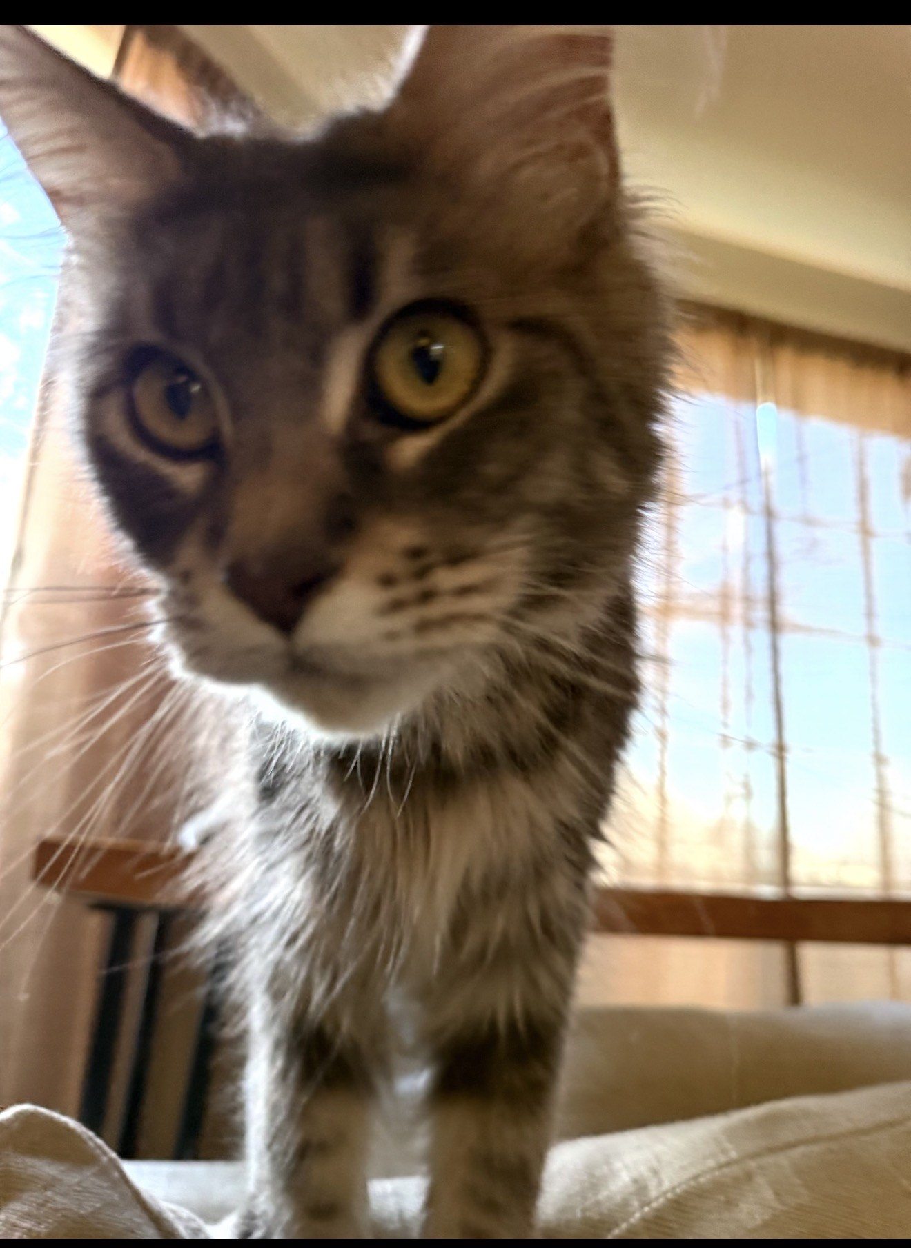 Agatha — brown tabby queen