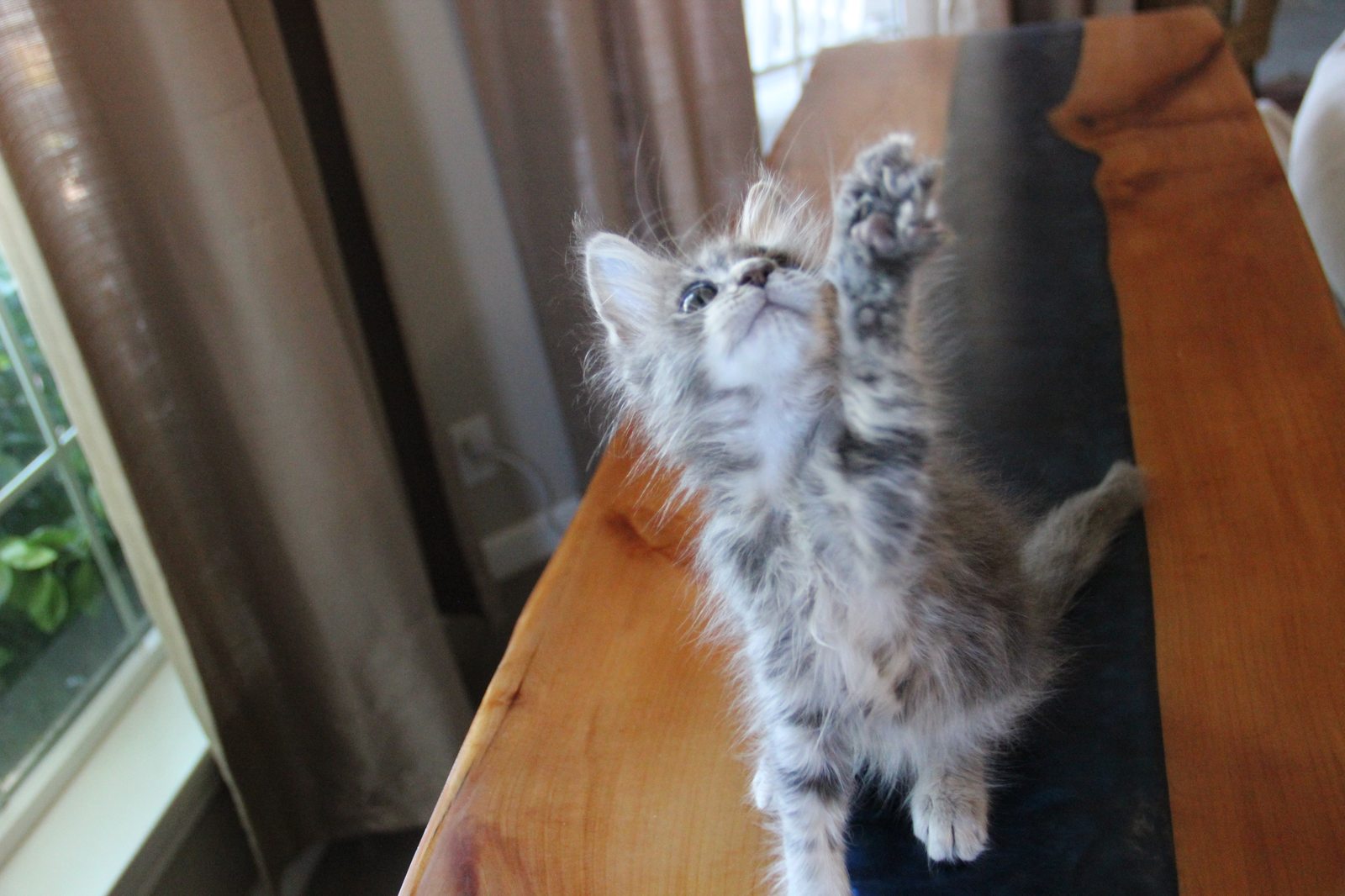 AL — blue smoke grey tabby male Maine Coon kitten
