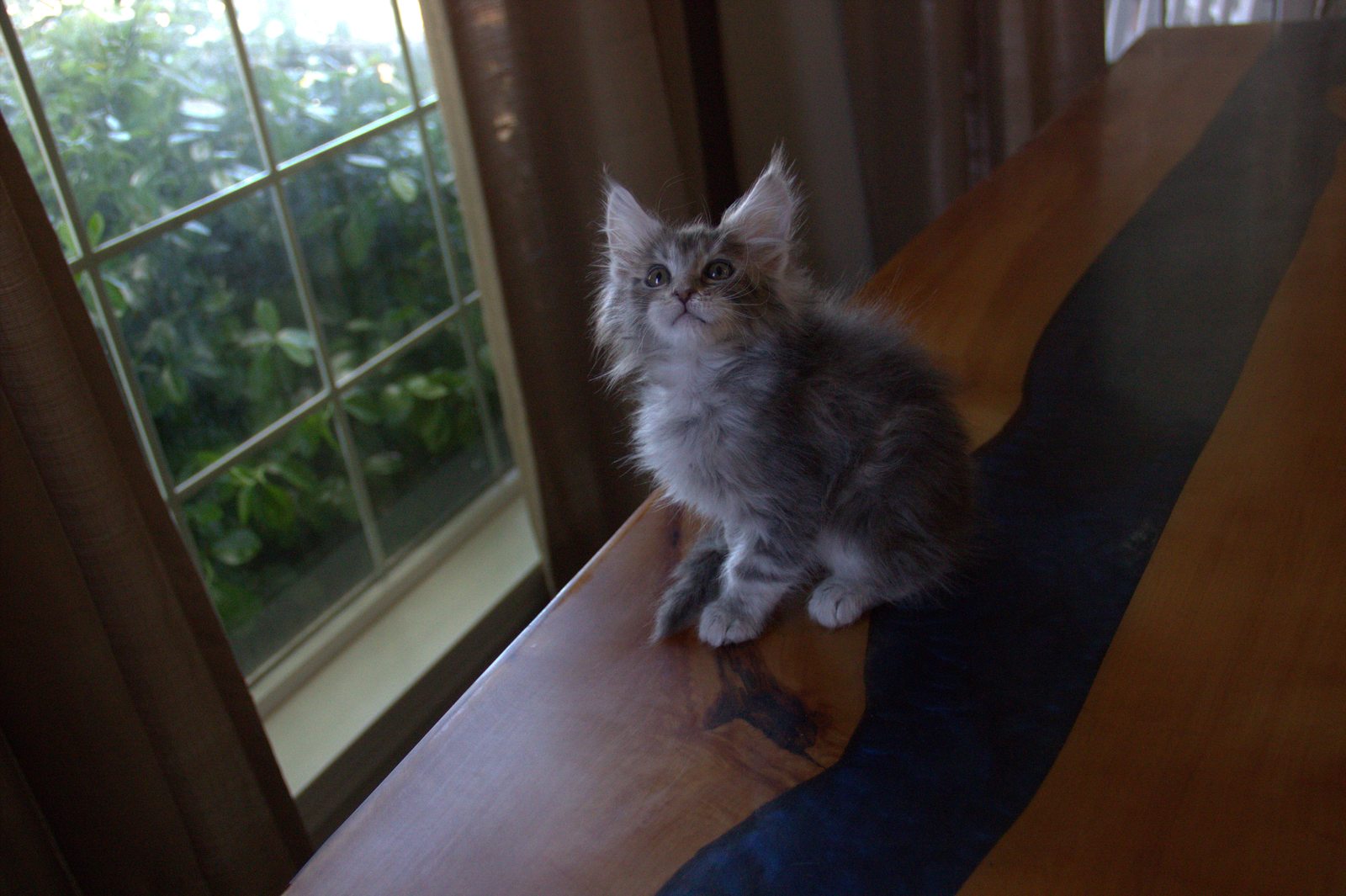 Aymara — blue smoke grey tabby Maine Coon kitten