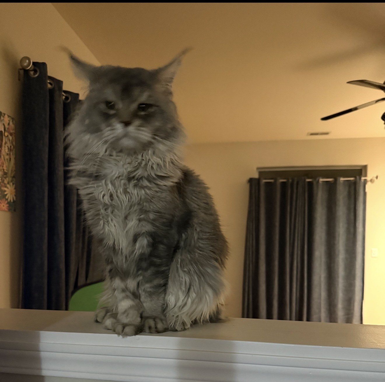 King — solid blue polydactyl Maine Coon sire
