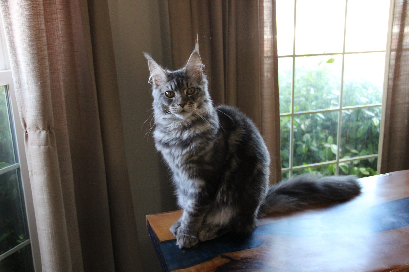 Loki — silver classic tabby sire