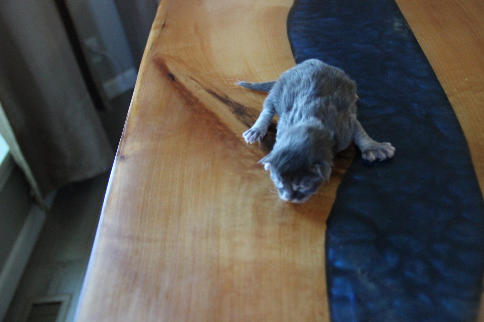 Newborn Maine Coon kitten — Yakima Maine Coon spring 2026 litter