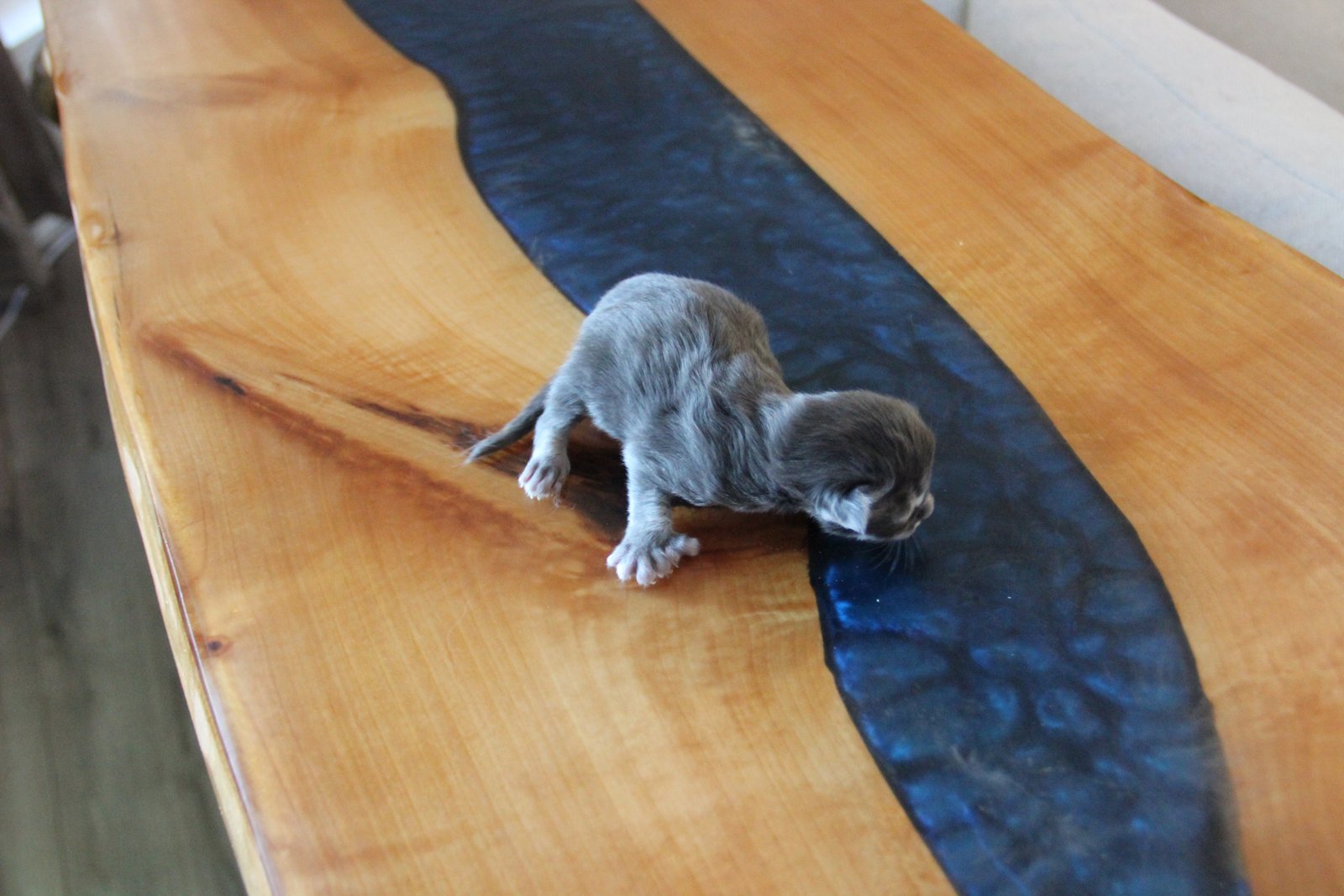 Newborn Maine Coon kitten exploring — Yakima Maine Coon