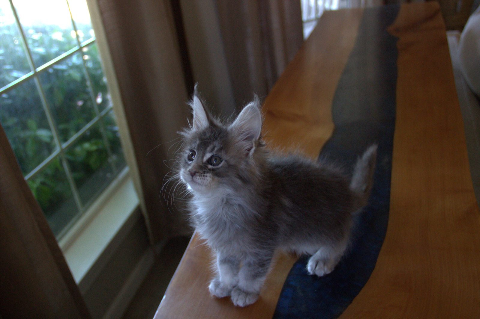 Pink Lady — blue smoke grey tabby female Maine Coon kitten